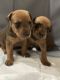 German Pinscher Puppies for sale in Westminster, MD 21157, USA. price: NA