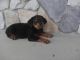 German Pinscher Puppies for sale in Miami, FL, USA. price: NA