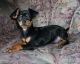 German Pinscher Puppies for sale in Beaver Creek, CO 81620, USA. price: NA