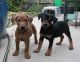 German Pinscher Puppies for sale in Los Angeles, CA, USA. price: $500