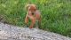 German Pinscher Puppies for sale in Los Angeles, CA, USA. price: $713