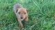 German Pinscher Puppies for sale in Fresno, CA, USA. price: NA