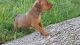 German Pinscher Puppies for sale in Fresno, CA, USA. price: $620