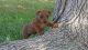 German Pinscher Puppies for sale in Detroit, MI, USA. price: NA