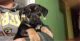 German Pinscher Puppies for sale in Woodburn, OR 97071, USA. price: $900