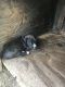 German Pinscher Puppies for sale in Centreville, MS 39631, USA. price: NA