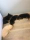 German Shepherd Puppies for sale in 74338 S 4677 Rd, Stilwell, OK 74960, USA. price: $300