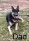 German Shepherd Puppies for sale in Midwest City, OK, USA. price: NA