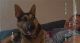 German Shepherd Puppies for sale in Carson, CA, USA. price: NA