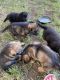 German Shepherd Puppies for sale in Miami, OK 74354, USA. price: NA