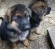 German Shepherd Puppies for sale in North/Northwest Phoenix, Phoenix, AZ 85024, USA. price: NA