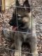 German Shepherd Puppies for sale in Wimberley, TX 78676, USA. price: NA