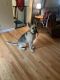 German Shepherd Puppies for sale in Hop Bottom, PA 18824, USA. price: $600