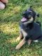 German Shepherd Puppies for sale in 9030 Co Rd 308, Terrell, TX 75161, USA. price: $2,000