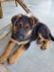 German Shepherd Puppies for sale in Athens, TX, USA. price: NA