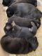 German Shepherd Puppies for sale in Deltona, FL, USA. price: $500