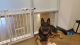 German Shepherd Puppies for sale in Wake Forest, NC 27587, USA. price: NA