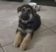 German Shepherd Puppies for sale in Fort Myers, FL, USA. price: $2,500