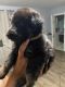 German Shepherd Puppies for sale in New City, NY, USA. price: NA