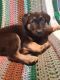 German Shepherd Puppies for sale in 345 Elk Ave, Oxford, WI 53952, USA. price: NA