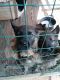 German Shepherd Puppies for sale in Lenoir, NC, USA. price: NA