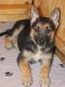 German Shepherd Puppies for sale in Lubbock, TX, USA. price: NA
