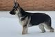 German Shepherd Puppies for sale in Omaha, NE, USA. price: $450
