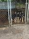 German Shepherd Puppies for sale in Live Oak, FL, USA. price: NA