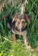 German Shepherd Puppies for sale in Staunton, VA 24401, USA. price: NA