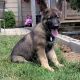 German Shepherd Puppies for sale in Vancouver, WA 98662, USA. price: NA