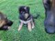 German Shepherd Puppies for sale in Las Cruces, NM, USA. price: NA