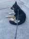 German Shepherd Puppies for sale in Livermore, CA, USA. price: $1,500