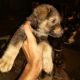 German Shepherd Puppies for sale in Sector 22, Begum Pur, Delhi, 110086, India. price: 12500 INR