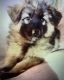 German Shepherd Puppies for sale in Yucca Valley, CA 92284, USA. price: $3,000