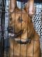 German Shepherd Puppies for sale in Newark, NJ, USA. price: $350