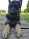German Shepherd Puppies for sale in Brookfield, MO 64628, USA. price: NA