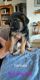 German Shepherd Puppies for sale in Queen Creek, AZ, USA. price: $700