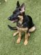 German Shepherd Puppies for sale in Waikiki, Honolulu, HI 96815, USA. price: $2,500