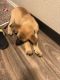 German Shepherd Puppies for sale in Clackamas, OR, USA. price: NA