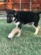 German Shepherd Puppies for sale in Plano, TX, USA. price: $650