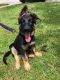 German Shepherd Puppies for sale in Blythewood, SC, USA. price: NA