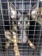 German Shepherd Puppies for sale in Moorhead, MN, USA. price: NA