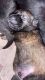 German Shepherd Puppies for sale in Miami, FL 33131, USA. price: NA