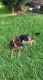 German Shepherd Puppies for sale in Houston, TX 77083, USA. price: $500