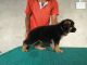 German Shepherd Puppies for sale in Kolhapur, Maharashtra, India. price: 20000 INR