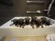 German Shepherd Puppies for sale in Galloway, NJ, USA. price: $950