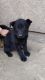 German Shepherd Puppies for sale in Hemet, CA, USA. price: NA