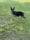 German Shepherd Puppies for sale in Guntersville, AL, USA. price: NA
