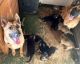 German Shepherd Puppies for sale in Georgetown, TX, USA. price: $600