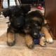 German Shepherd Puppies for sale in Ocala, FL, USA. price: $850